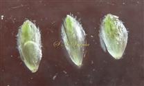   Phyllaries